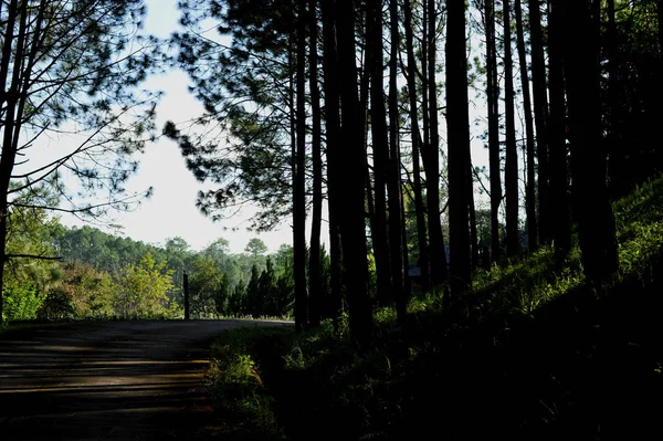 Árvores na floresta, floresta de pinheiro, luz solar, pôr do sol, sol — Fotografia de Stock