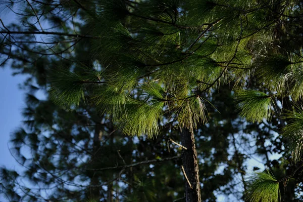 Stromy v lese, borovicový les, sluneční světlo, západ slunce, sunshine — Stock fotografie