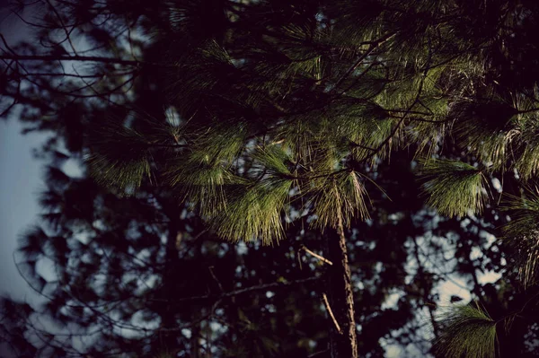 Árboles en el bosque, bosque de pinos, luz solar, puesta de sol, sol —  Fotos de Stock