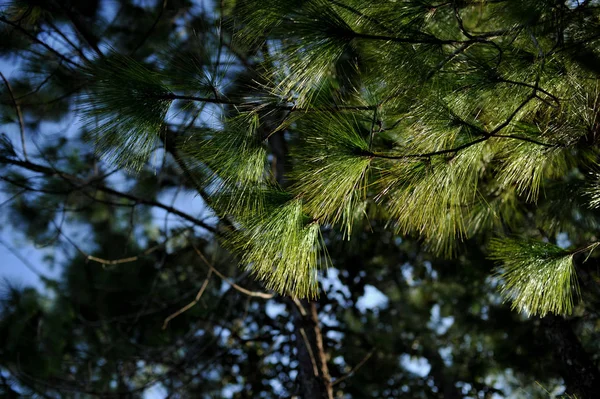 Stromy v lese, borovicový les, sluneční světlo, západ slunce, sunshine — Stock fotografie