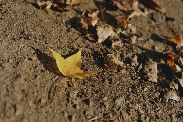 Umgestürzte Blätter eines Ahornbaums im Sonnenlicht. Herbst-Ahornblätter — Stockfoto