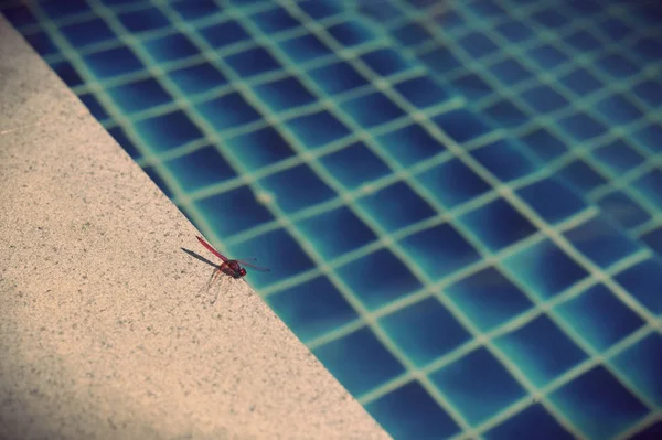 Piscina de agua con reflejos soleados —  Fotos de Stock