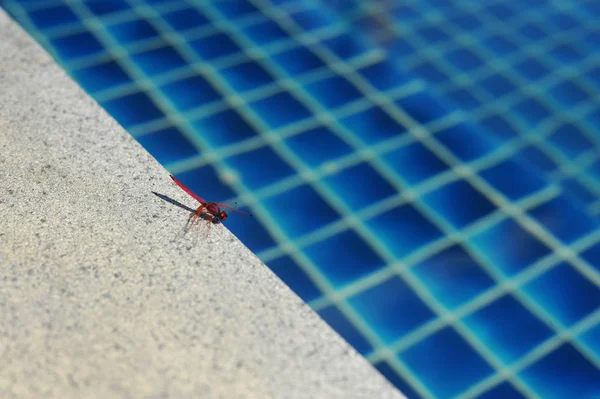 Piscine d'eau avec des reflets ensoleillés — Photo