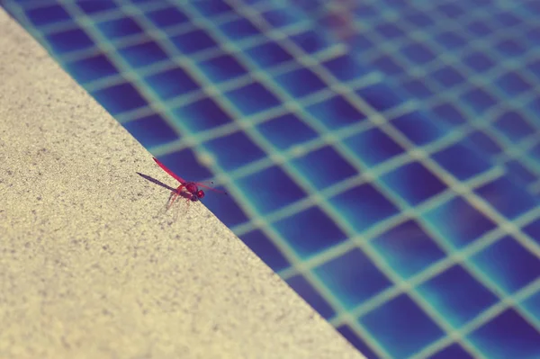 Piscina de água com reflexos ensolarados — Fotografia de Stock