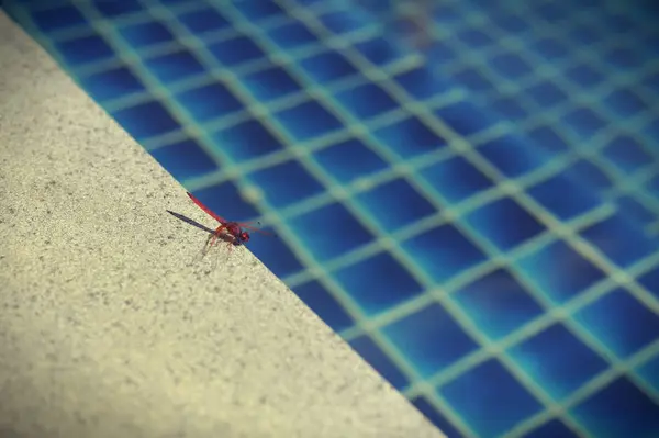 Piscina de água com reflexos ensolarados — Fotografia de Stock