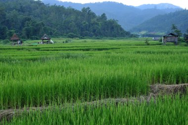 pirinç alan paddy alan pirinç doğal arka kapatmak