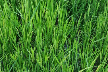 pirinç alan paddy alan pirinç doğal arka kapatmak