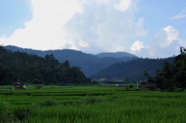 pirinç alan paddy alan pirinç doğal arka kapatmak