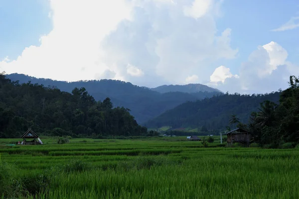 pirinç alan paddy alan pirinç doğal arka kapatmak