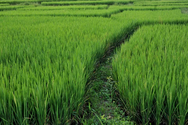 Close up campo de arroz arrozal campo arroz fundo natural — Fotografia de Stock