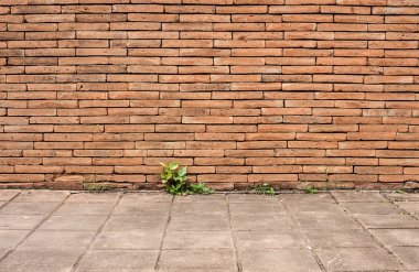 Kat, yeşil doğal dokuyu eski tuğla duvar