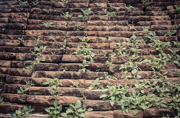 Vörös téglafal, zöld fű repedt — Stock Fotó