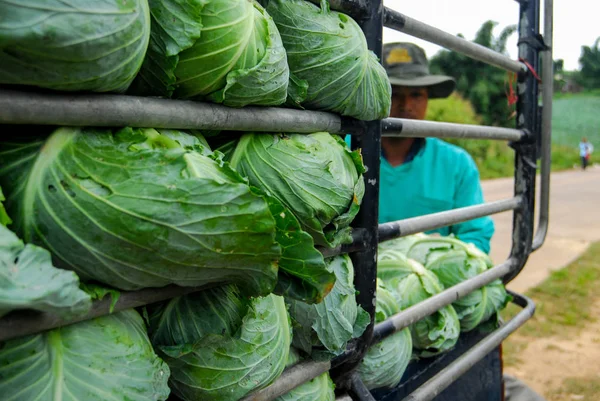 Agricultor trabalho repolho orgânico dispostos em caminhão para transporte — Fotografia de Stock