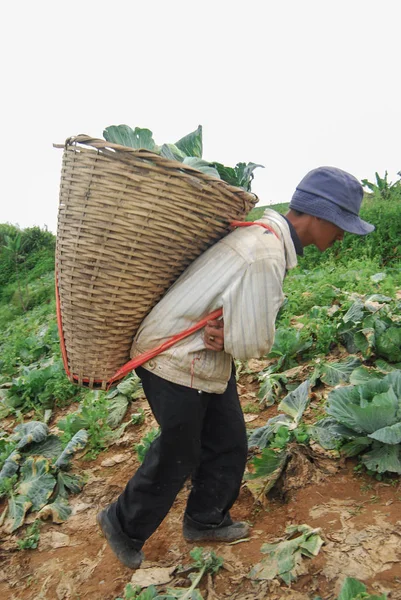 Agricultor trabalha no campo de repolho na montanha — Fotografia de Stock