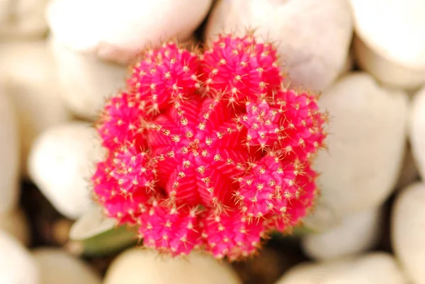 Kleurrijke cactus, close-up beeld van rijen van leuke kleurrijke miniatu — Stockfoto