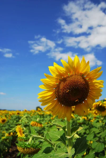 Big sunflower in the garden and blue sky, Thailand — Stock Photo, Image