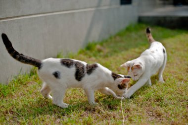 Şirin kedi yeşil çim pembe top oynarken