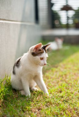 oturma rahatlatıcı beyaz, şirin komik kedi