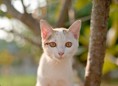 oturma rahatlatıcı beyaz, şirin komik kedi