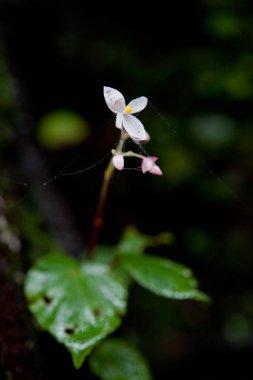 Çiğ. Su parlayan spiderweb üzerinde yeşil orman üzerinde damla 