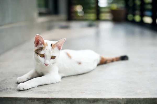 Relaxing sitting cat white, cute funny — Stock Photo, Image