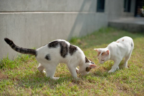 可爱的猫在绿色的草地上玩粉红色的球 — 图库照片