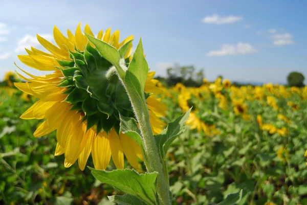 Big sunflower in the garden and blue sky, — Stock Photo, Image