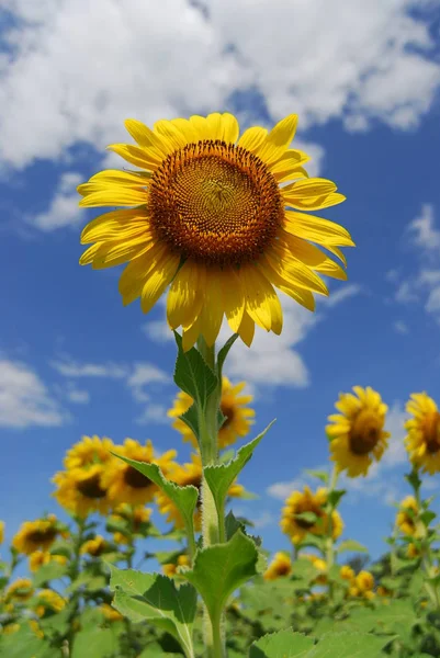 Stor solsikke i haven og blå himmel - Stock-foto