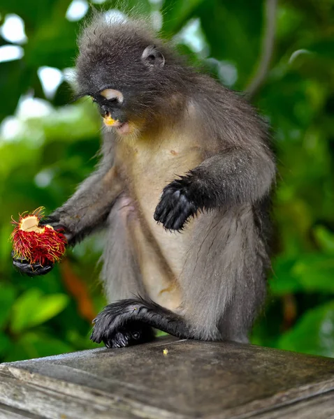 Singe crépusculaire à Khao Lom Muag, Prachuap Khiri Khan, Thaïlande — Photo