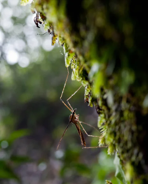 Orvalho da manhã. Gotas de água brilhantes na teia de aranha sobre a floresta verde — Fotografia de Stock