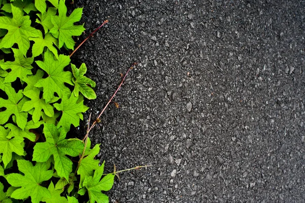 森の自然な緑のアスファルト道路 — ストック写真