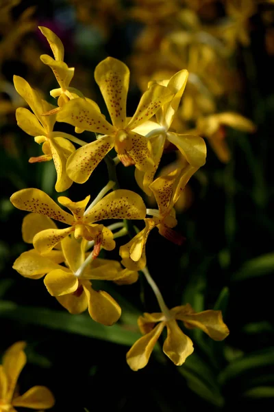 Orchidee bloem in tropische tuin close-up. Bloemen achtergrond. — Stockfoto