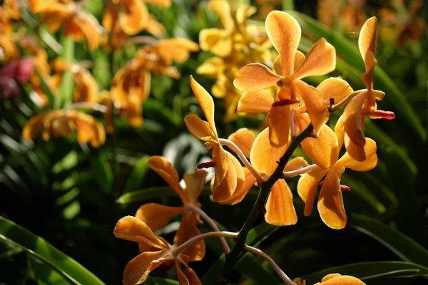 Fleur d'orchidée dans le jardin tropical close up. Fond floral . — Photo
