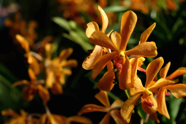 Fleur d'orchidée dans le jardin tropical close up. Fond floral . — Photo