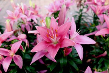 Tropikal bahçede güzel bir orkide çiçeği. Çiçek. 