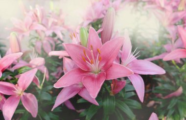 Tropikal bahçede güzel bir orkide çiçeği. Çiçek. 