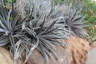 Kaktüs manzarası. Kaktüs tarlası. Çiçek bahçesi.
