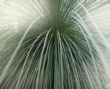 Kaktüs manzarası. Kaktüs tarlası. Çiçek bahçesi.