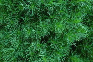 Yeşil arka planda yeşil yaprak, yeşil yaprakların arka planı,