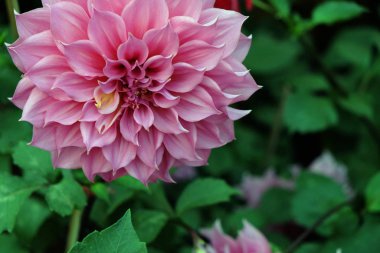 Bahçede açan güzel pembe yıldız çiçeği.