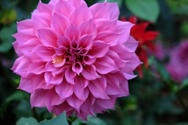 Bahçede açan güzel pembe yıldız çiçeği.