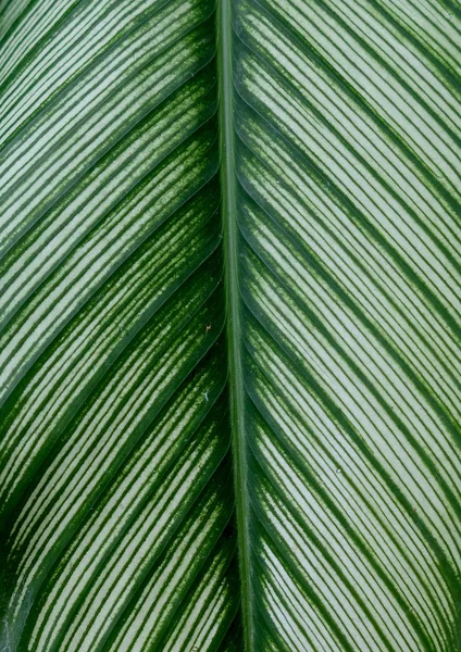 Textura de folha verde. Folha textura fundo — Fotografia de Stock