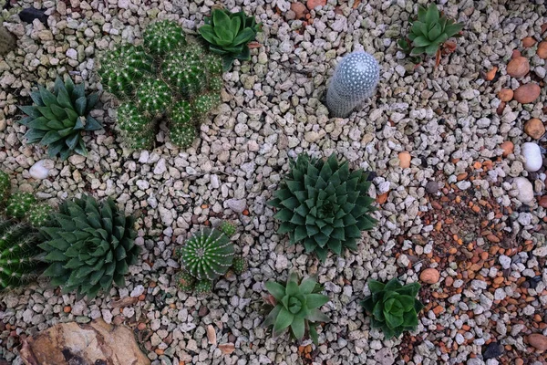 Paisaje de cactus. Campo de cactus. Jardín de flores . — Foto de Stock