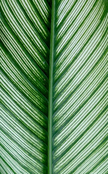Grön bladstruktur. Bladstruktur bakgrund — Stockfoto
