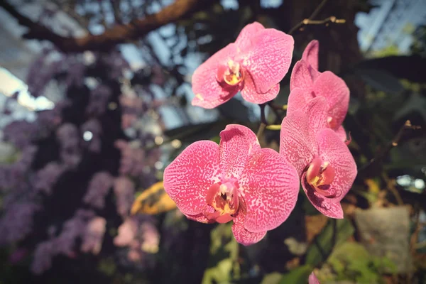 Όμορφη ορχιδέα λουλούδι στον τροπικό κήπο από κοντά. Φλοράλ — Φωτογραφία Αρχείου
