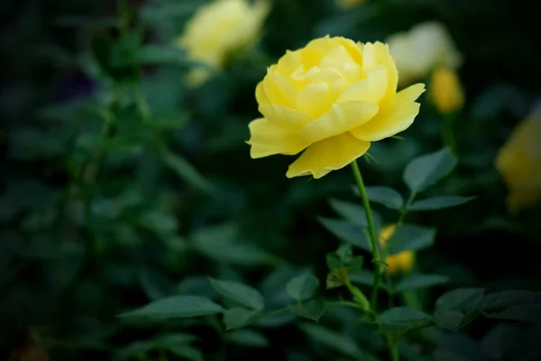 Close-up de flores de rosas amarelas florescendo no jardim — Fotografia de Stock