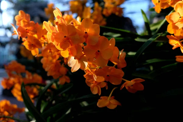 Belle fleur d'orchidée dans le jardin tropical gros plan. Retour floral — Photo