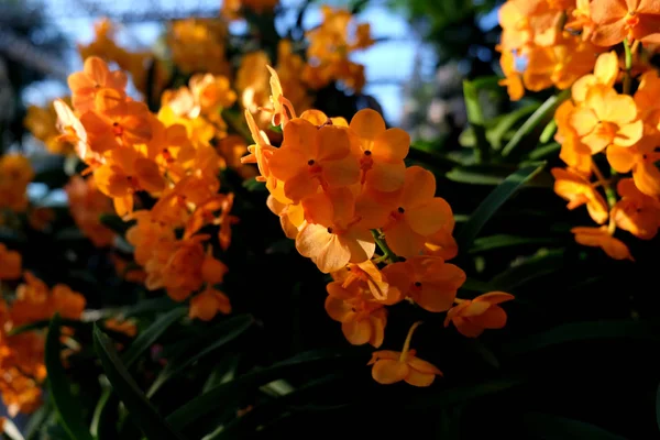 Belle fleur d'orchidée dans le jardin tropical gros plan. Floral — Photo