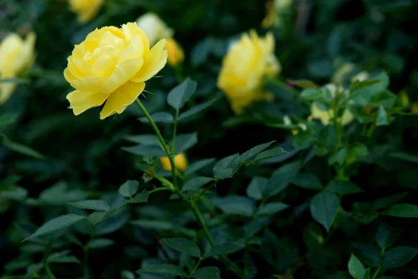 Nahaufnahme von gelben Rosen, die im Garten blühen — Stockfoto