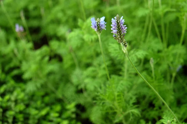 Mooi groen gras met kleine paarse bloemen achtergrond — Stockfoto